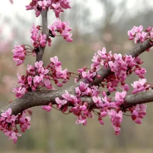 Eastern Redbud Live Plant - 6-12
