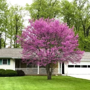 Eastern Redbud Live Plant - 6-12