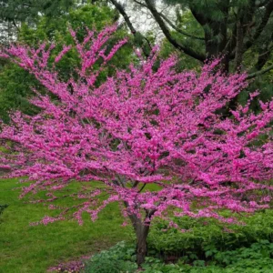 Eastern Redbud Live Plant - 6-12