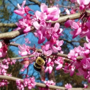 Eastern Redbud Live Plant - 6-12