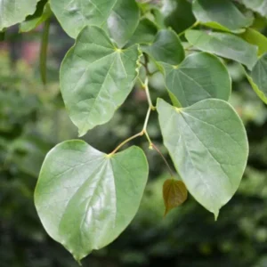 Eastern Redbud Live Plant - 6-12
