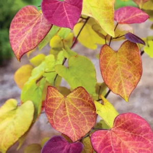 Eastern Redbud Live Plant - 6-12