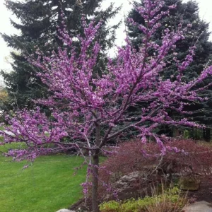 Eastern Redbud Live Plant – Quart Pot – Early Blooming Native Tree - Image 2