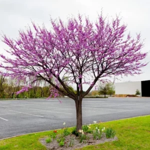 Eastern Redbud Live Plant – Quart Pot – Early Blooming Native Tree - Image 9