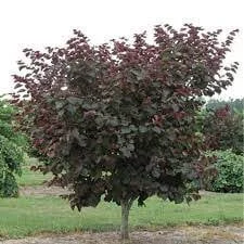 Eastern Redbud 'Merlot' Live Tree - 3ft Tall, Ships in 3 Gallon Pot - Image 2