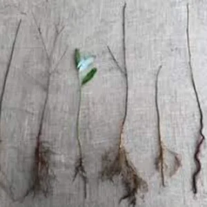 Eastern Redbud Tree - 12-24in Tall Bare Root Plant - Cercis canadensis Outdoor - Image 7