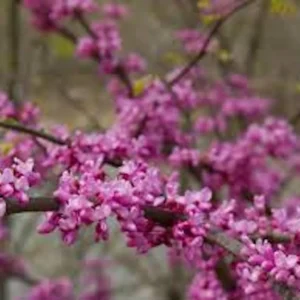 Eastern Redbud Tree – 3 Bare Root Plants – 12-24in Tall – Outdoor - Image 3