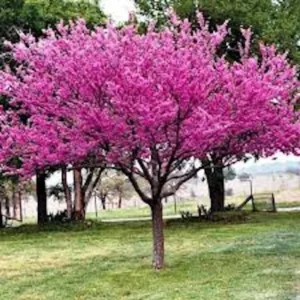 Eastern Redbud Tree – 3 Bare Root Plants – 12-24in Tall – Outdoor - Image 1