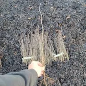 Eastern Redbud Tree – 3 Bare Root Plants – 12-24in Tall – Outdoor - Image 5