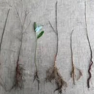 Eastern Redbud Tree – 3 Bare Root Plants – 12-24in Tall – Outdoor - Image 7