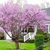 Eastern Redbud Tree Bareroot 18-24" Tall - Live Plant - 2 Pack Outdoor Tree - Image 1