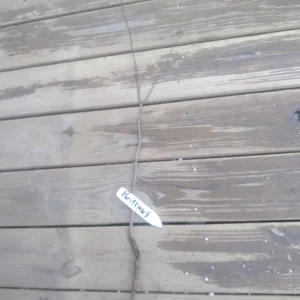 Eastern Redbud Tree Bareroot 18-24