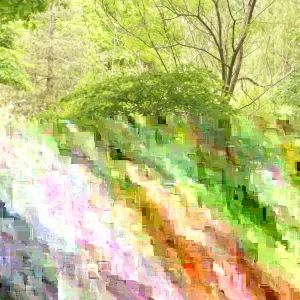 Eastern Redbud Tree (Cercis canadensis) Live Plants 16-24 Inches Tall - Set of 4 - Image 5