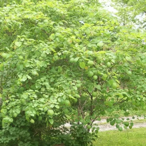 Eastern Redbud Tree (Cercis canadensis) Live Plants 16-24 Inches Tall - Set of 4 - Image 7