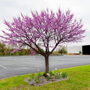 Eastern Redbud Tree – Live Plant – 6-12 in Tall – Pink Blooms – USDA Zones 4-9 – Outdoor Ornamental Tree - Image 5