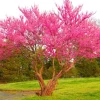 Eastern Redbud Tree – Live Plant – 6-12 in Tall – Pink Blooms – USDA Zones 4-9 – Outdoor Ornamental Tree - Image 1