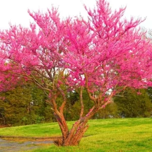 Eastern Redbud Tree – Live Plant – 6-12 in Tall – Pink Blooms – USDA Zones 4-9 – Outdoor Ornamental Tree - Image 1