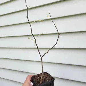 Eastern Redbud Tree – Live Plant – 6-12 in Tall – Pink Blooms – USDA Zones 4-9 – Outdoor Ornamental Tree - Image 7