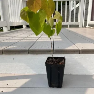 Eastern Redbud Tree – Live Plant – 6-12 in Tall – Pink Blooms – USDA Zones 4-9 – Outdoor Ornamental Tree - Image 8