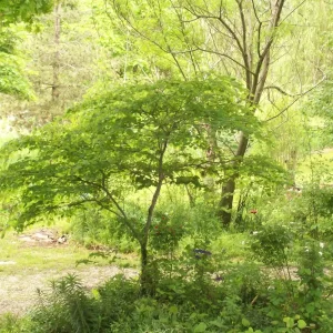 Eastern Redbud Tree Live Plant - Cercis canadensis - 16-24 Inches Tall - 1-2 Year Old - Image 4