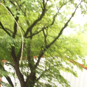 Eastern Redbud Tree Live Plant - Cercis canadensis - 16-24 Inches Tall - 1-2 Year Old - Image 6