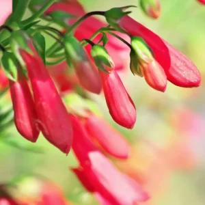Eaton's Red Penstemon Seeds – Hummingbird Beardtongue – 200 Non-GMO Perennial Seeds – Outdoor - Image 3