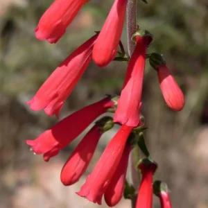 Eaton's Red Penstemon Seeds – Hummingbird Beardtongue – 200 Non-GMO Perennial Seeds – Outdoor - Image 1