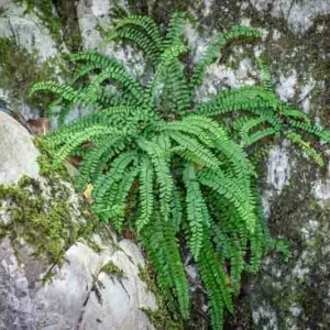 Ebony Spleenwort Fern Live Plant - Asplenium platyneuron - Small Shade Fern - Image 2