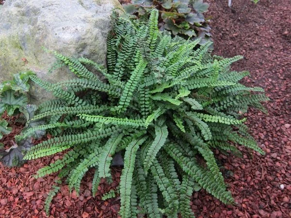 Ebony Spleenwort Fern Live Plant - Asplenium platyneuron - Small Shade Fern - Image 3