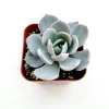 Echeveria 'Morning Beauty' Succulent Plant - Image 1