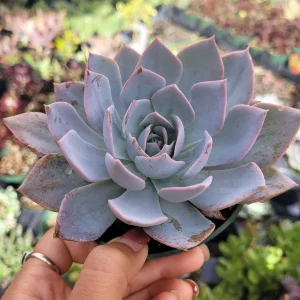 Echeveria 'Morning Beauty' Succulent Plant - Image 4