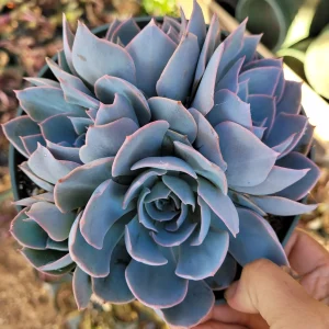 Echeveria 'Morning Beauty' Succulent Plant - Image 5