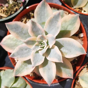 Echeveria 'Morning Beauty' Succulent Plant - Image 7