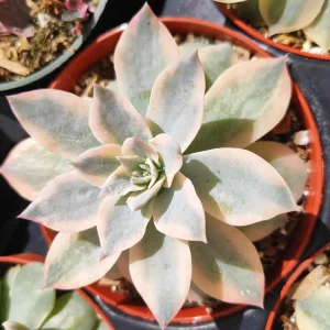 Echeveria 'Morning Beauty' Succulent Plant - Image 8