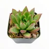 Echeveria agavoides 'Christmas' Succulent Live Plant - Drought Tolerant - Image 1