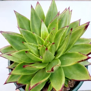 Echeveria Agavoides 'Lipstick' Succulent Plant | Easy Care Live Plant - Image 10