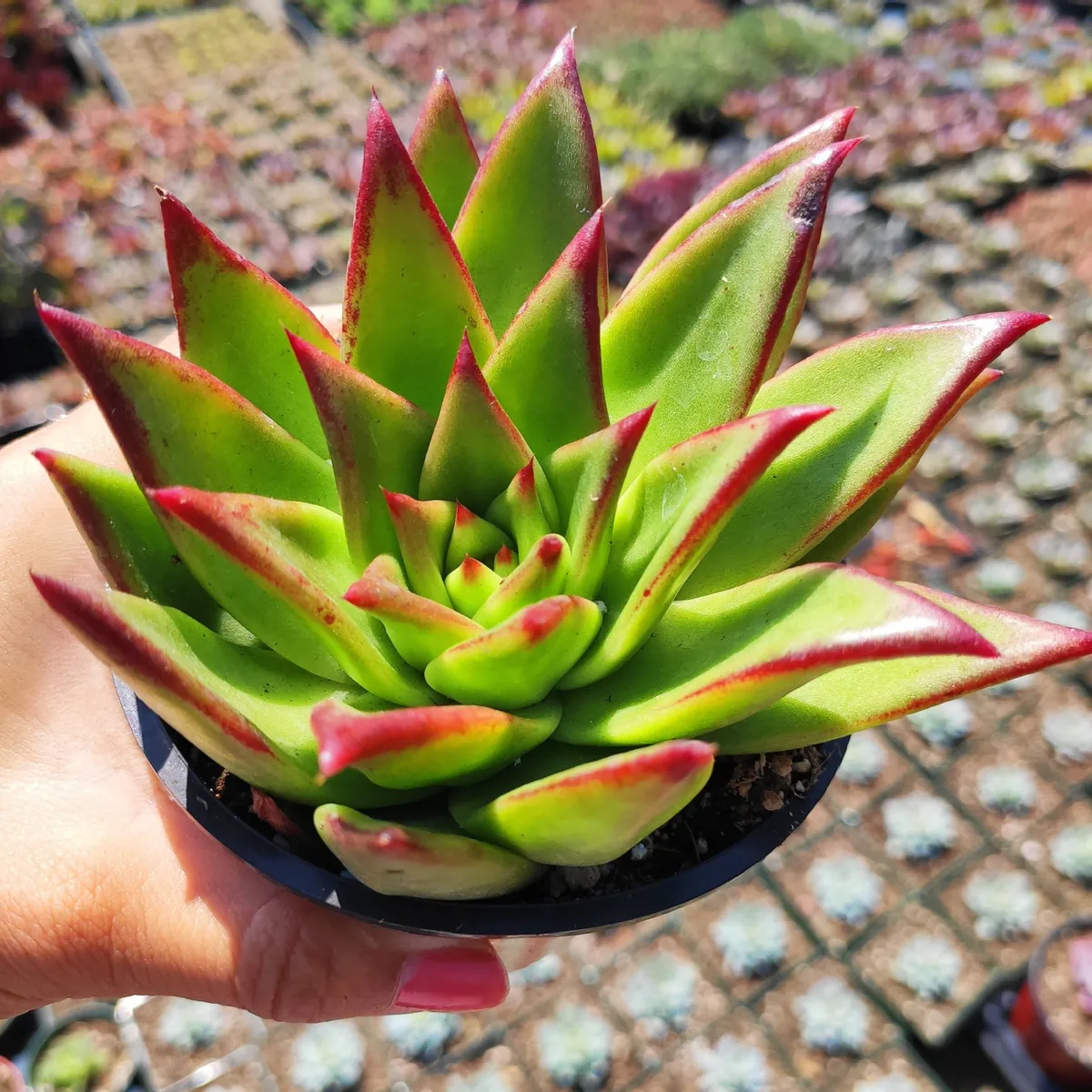 Echeveria Agavoides 'Lipstick' Succulent Plant | Easy Care Live Plant - Image 3