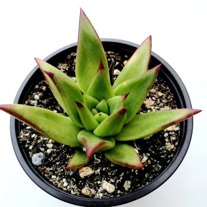 Echeveria Agavoides 'Lipstick' Succulent Plant | Easy Care Live Plant - Image 4