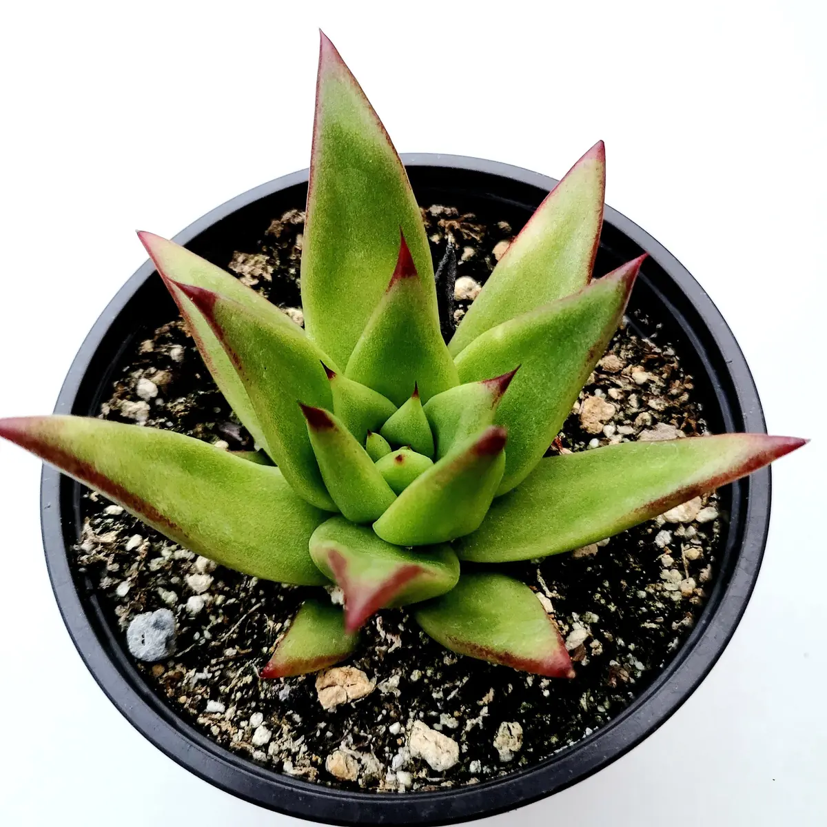 Echeveria Agavoides 'Lipstick' Succulent Plant | Easy Care Live Plant - Image 4