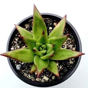 Echeveria Agavoides 'Lipstick' Succulent Plant | Easy Care Live Plant - Image 5
