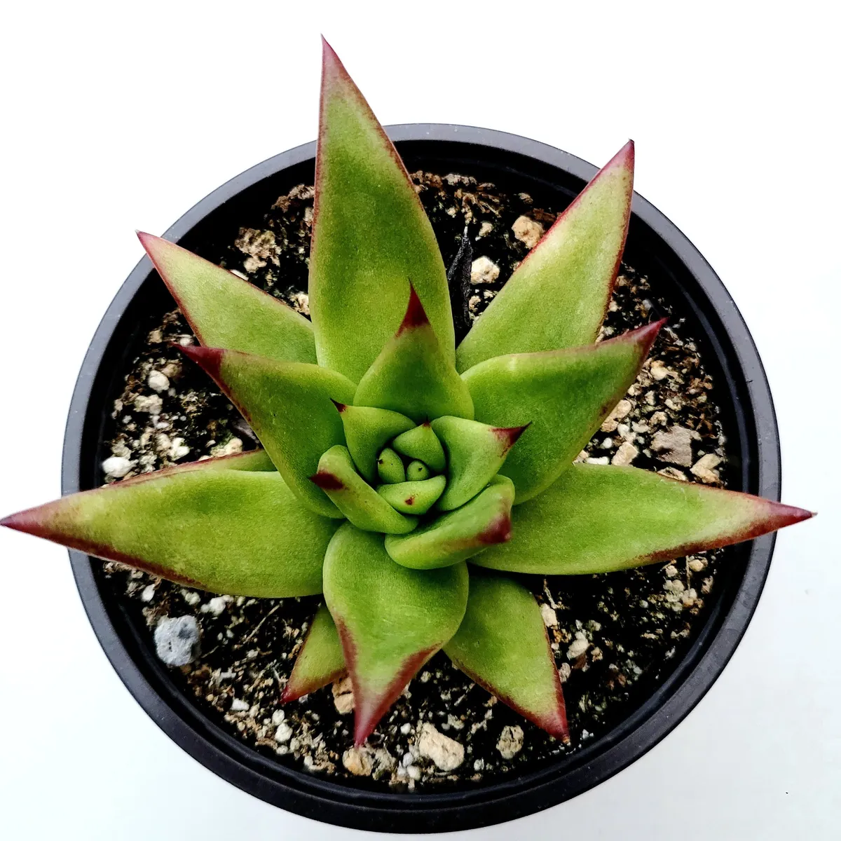 Echeveria Agavoides 'Lipstick' Succulent Plant | Easy Care Live Plant - Image 5