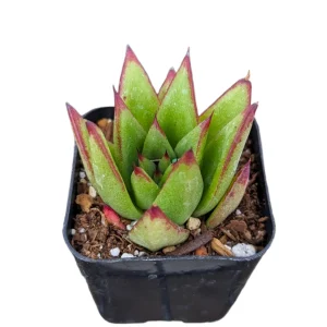 Echeveria Agavoides 'Lipstick' Succulent Plant | Easy Care Live Plant - Image 6