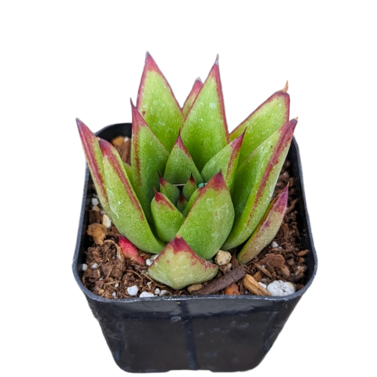 Echeveria Agavoides 'Lipstick' Succulent Plant | Easy Care Live Plant - Image 6