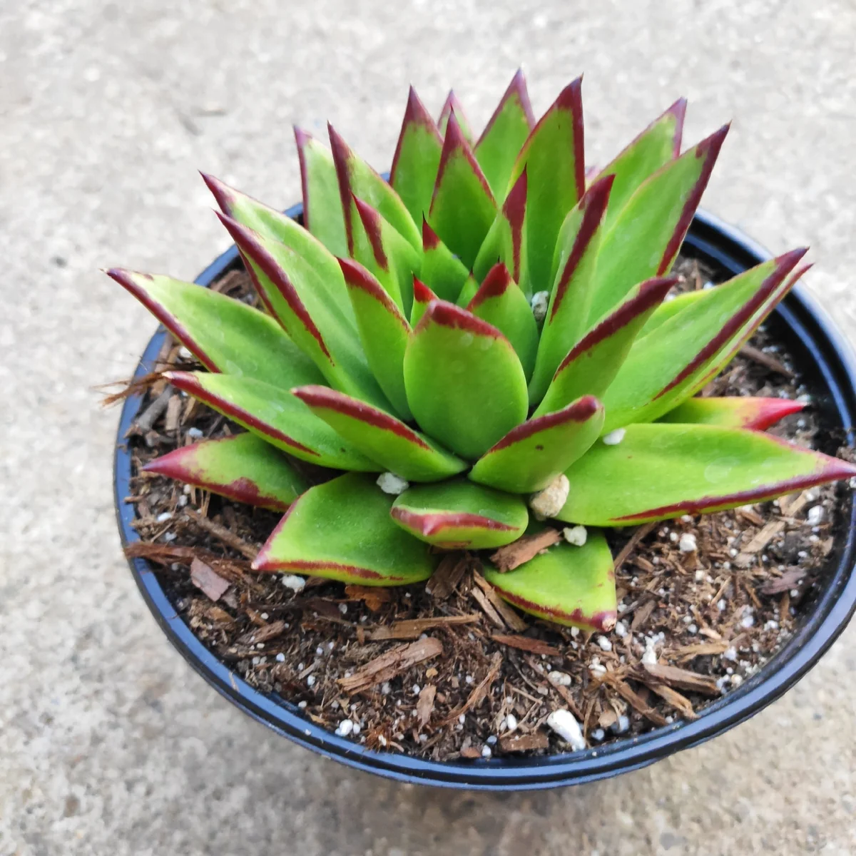 Echeveria Agavoides 'Lipstick' Succulent Plant | Easy Care Live Plant - Image 8