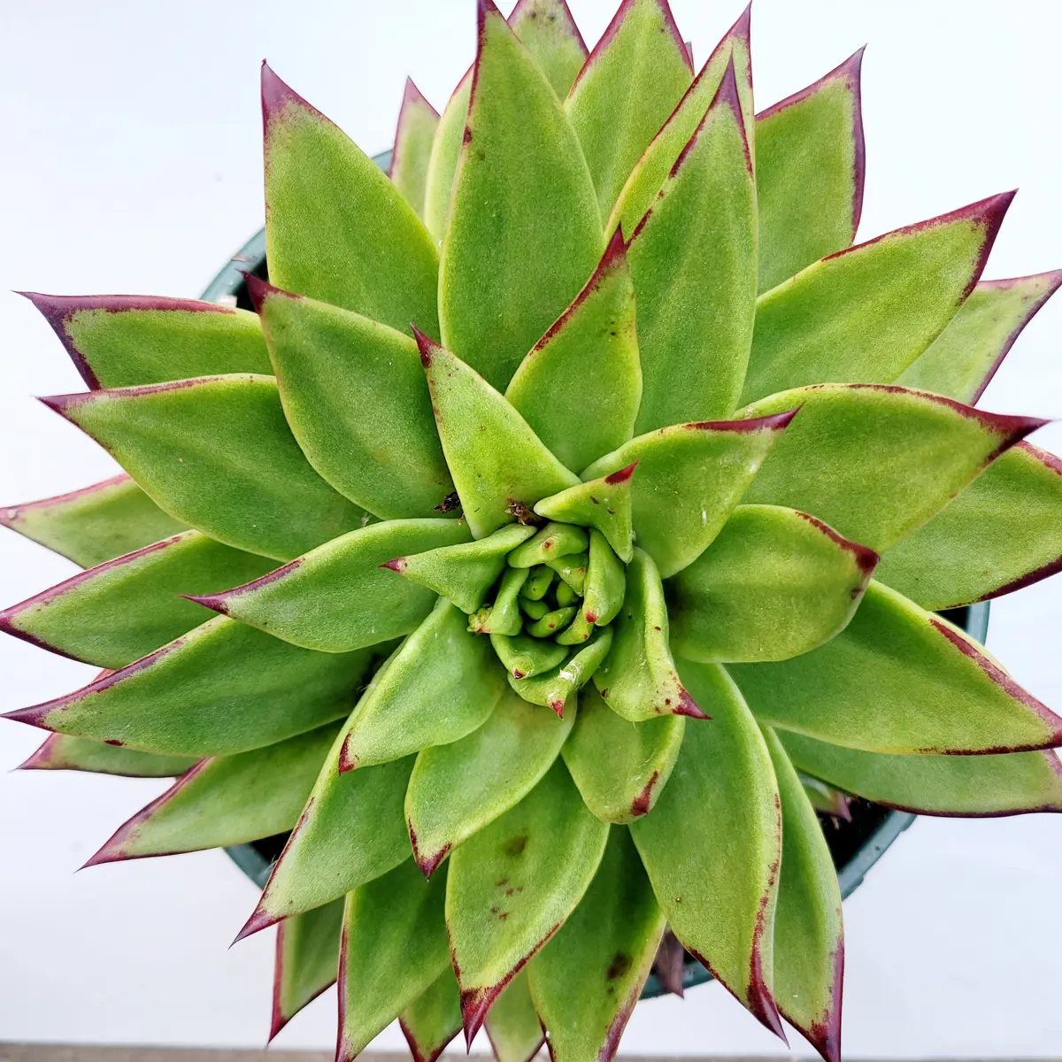 Echeveria Agavoides 'Lipstick' Succulent Plant | Easy Care Live Plant - Image 9