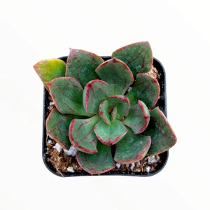Echeveria 'Ana Lu' Live Succulent Plant - Drought-Tolerant Houseplant - Image 2