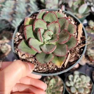 Echeveria 'Ana Lu' Live Succulent Plant - Drought-Tolerant Houseplant - Image 4