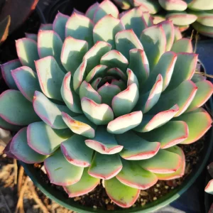 Echeveria 'Apus' Succulent Live Plant - Green & Red Rosettes - Up to 8 Inches - Image 4