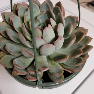 Echeveria 'Apus' Succulent Live Plant - Green & Red Rosettes - Up to 8 Inches - Image 8