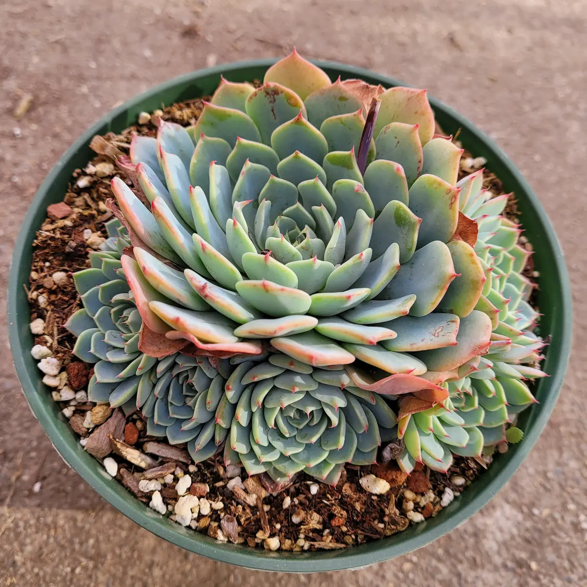 Echeveria Azulita Live Succulent Plant - Blue & Red Rosettes, 2 Inch Pot - Image 2